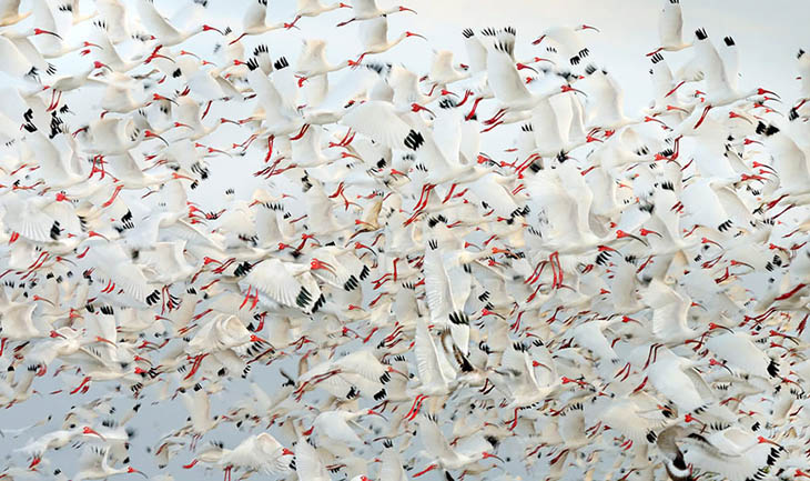 Animal Migration Photos - White Ibis