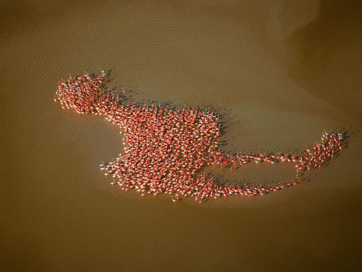 Greater Flamingoes In Yucatán Peninsula