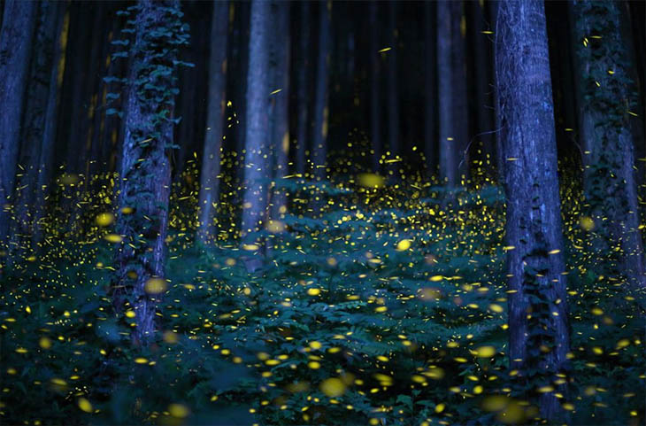 Fireflies In Japan