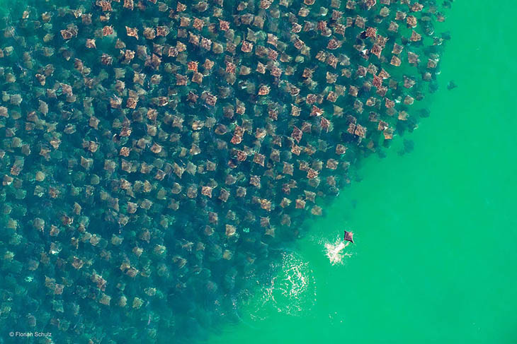 Munk's Devil Rays In Baja, Mexico