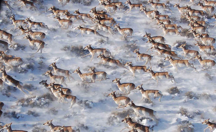 Animal Migration Photos - Pronghorns in Canada