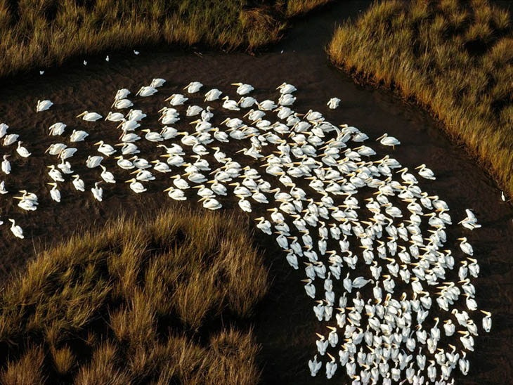 White Pelicans In Mississippi