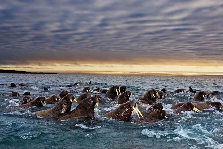 Walruses In Svalbard