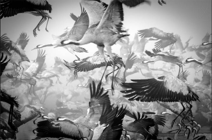 Animal Migration Photos - Red Crowned Cranes Above Hula Lake, Israel