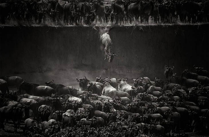 Wildebeest Over The Mara River, Northern Serengeti