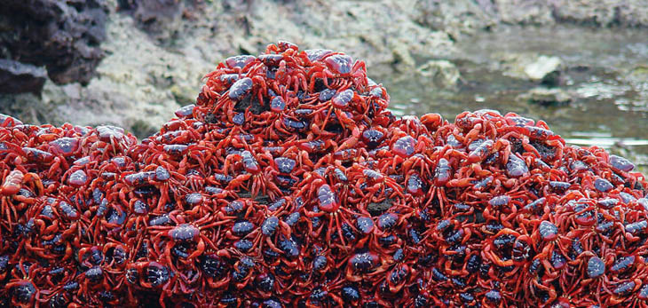 Christmas Island Red Crabs