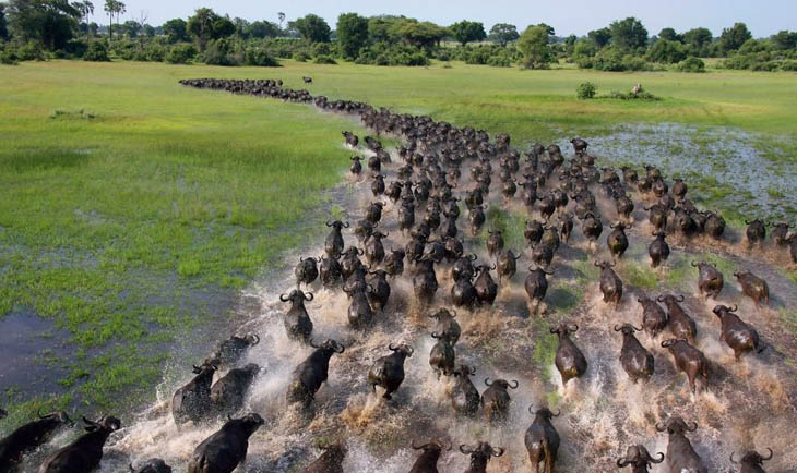 African Buffaloes