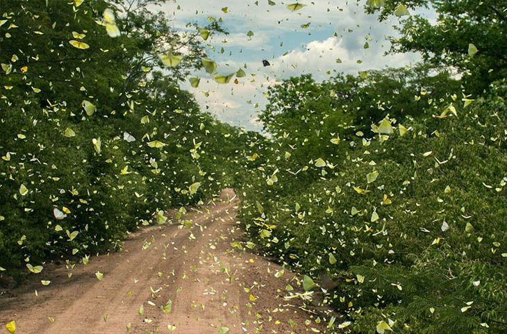 Animal Migration Photos - Butterflies In Tucabaca, Bolivia