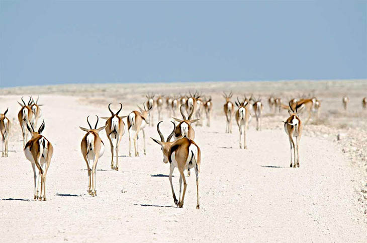 Roan Antelopes, Namibia