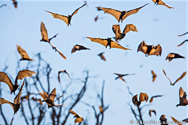 Fruit Bats in Zambia