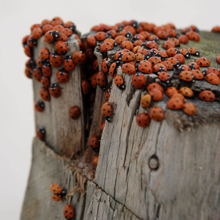 Ladybirds at Seaside In Blokhus, Denmark