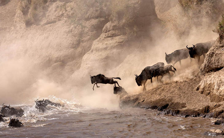 Wildebeests, Kenya