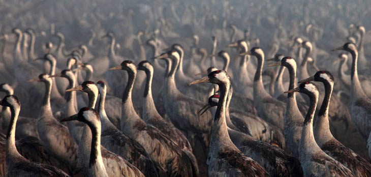 Animal Migration Photos - Red Crowned Cranes in Israel
