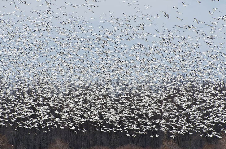 The Great Snow Geese In Canada