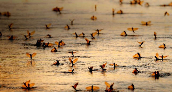 May-fly Swarm In Hungary, River Tisza