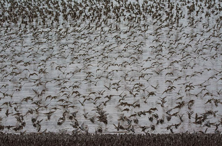 Sandpipers, Canada