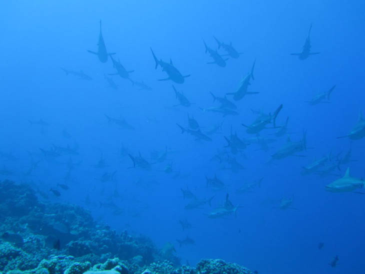 Shark Wall In Fakarava