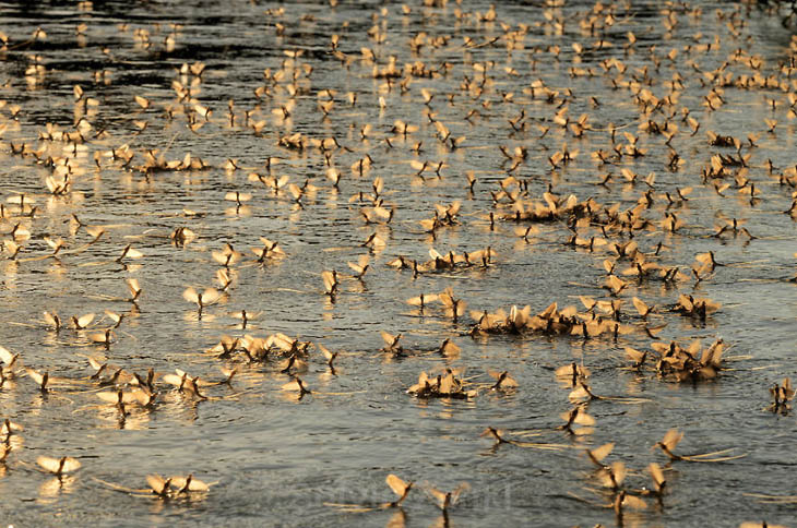 Animal Migration Photos - Mayfly Swarming On River Tisza, Hungary