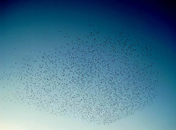 Sparrows In Berlin, Germany