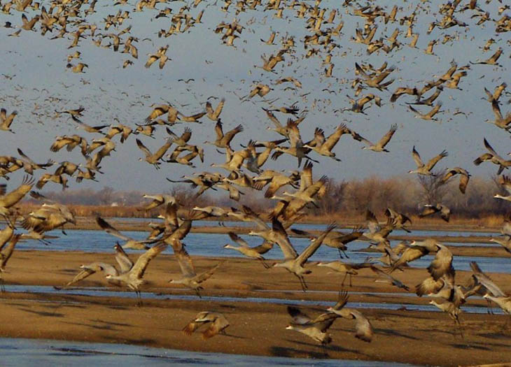 Sandhill Cranes Platte River