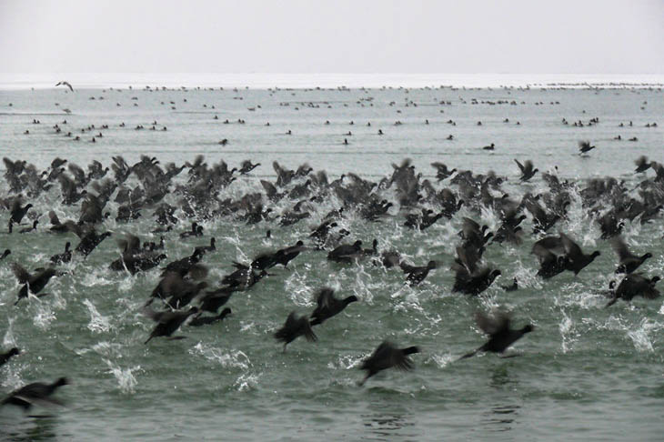 Animal Migration Photos - Moorhens In Winter Time At Lake Balaton