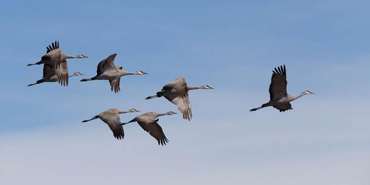 Sand Hill Cranes Leaving Palmer, Alaska