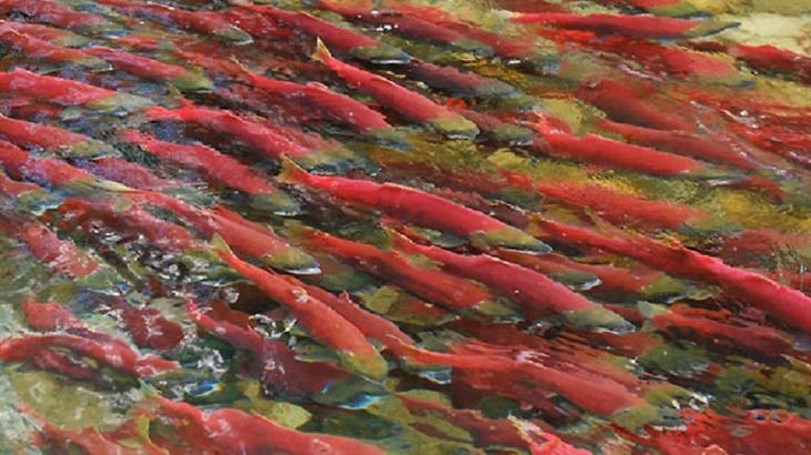 Sockeye Salmon, Canada