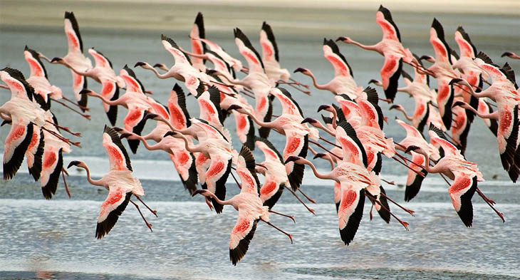 Flying Flamingos