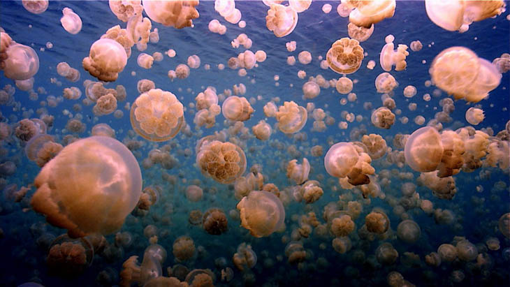 Animal Migration Photos - Jellyfish In Palau