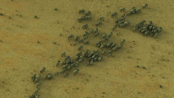 Mali Elephants