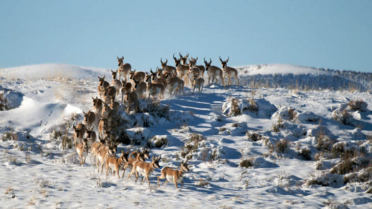 Pronghorn