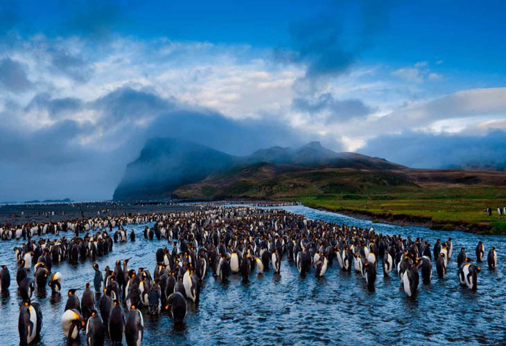 King penguins in Possession Island