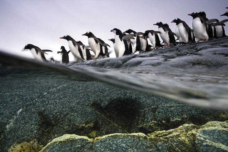 Animal Migration Photos - Gentoo penguins in Antarctica