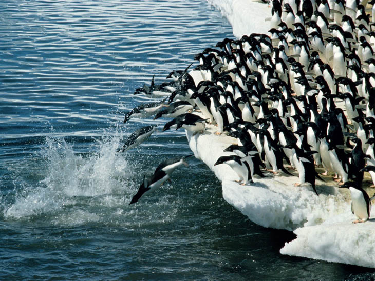 Penguins