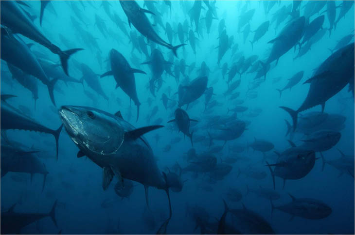 Pacific bluefin tuna