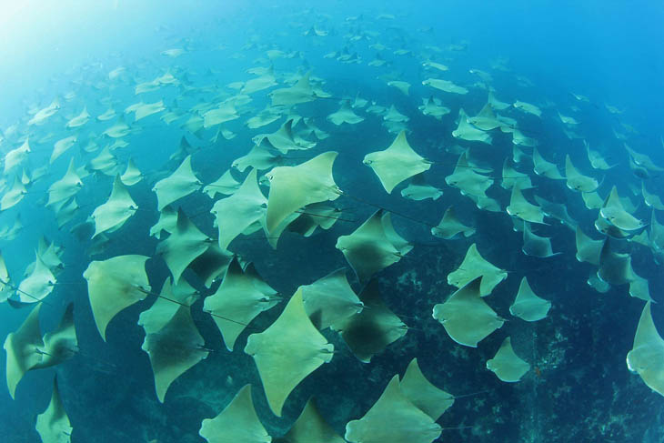 Animal Migration Photos - Stingrays