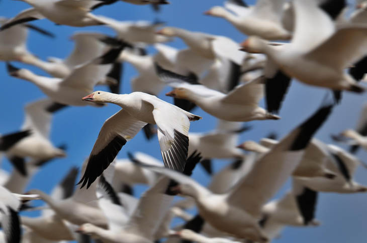 Snow goose in Lancaster County, Pennsylvania