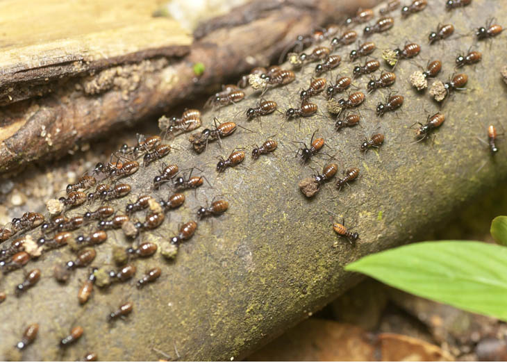 Nasutitermitinae termites in FRIM forest, Kepong