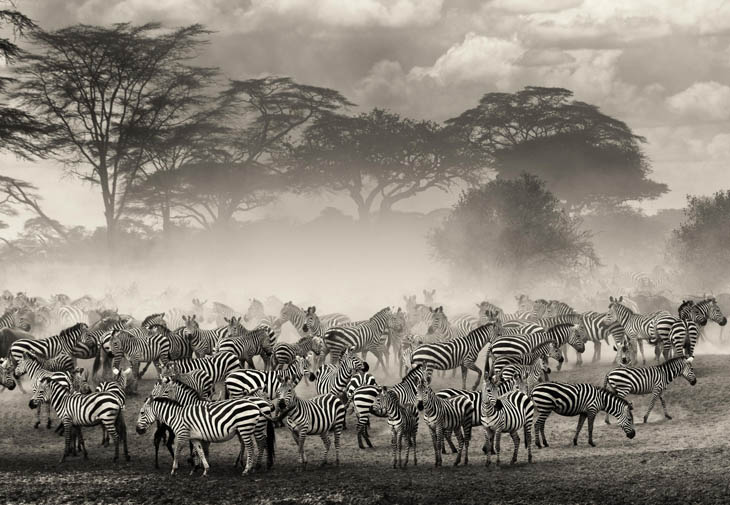 Animal Migration Photos - Zebras in Tanzania