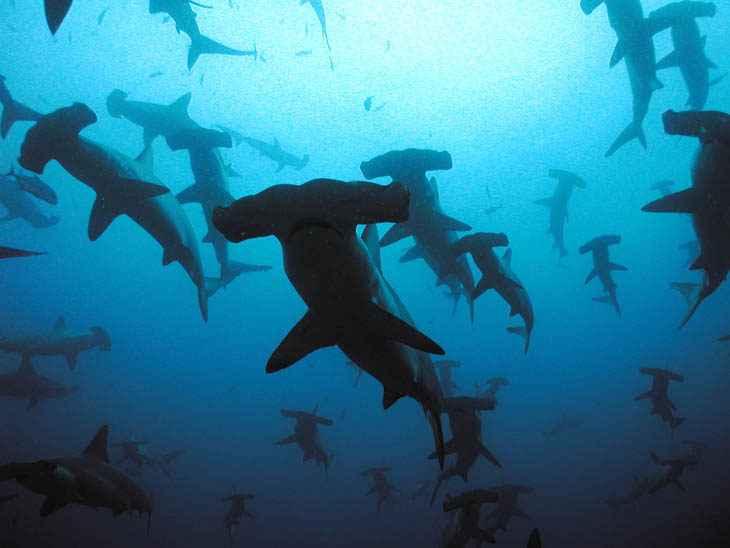 Scalloped Hammerhead Sharks, Galapagos islands