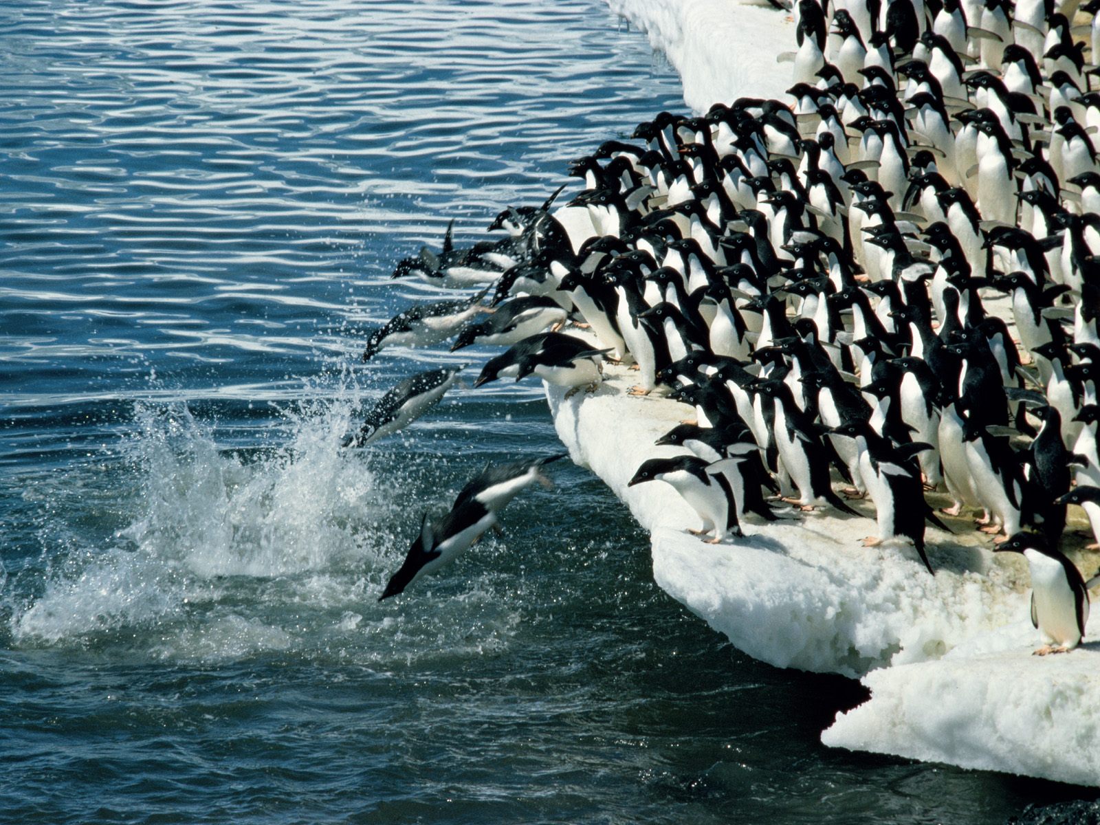 50 Most Incredible Photos Of Animal Migration