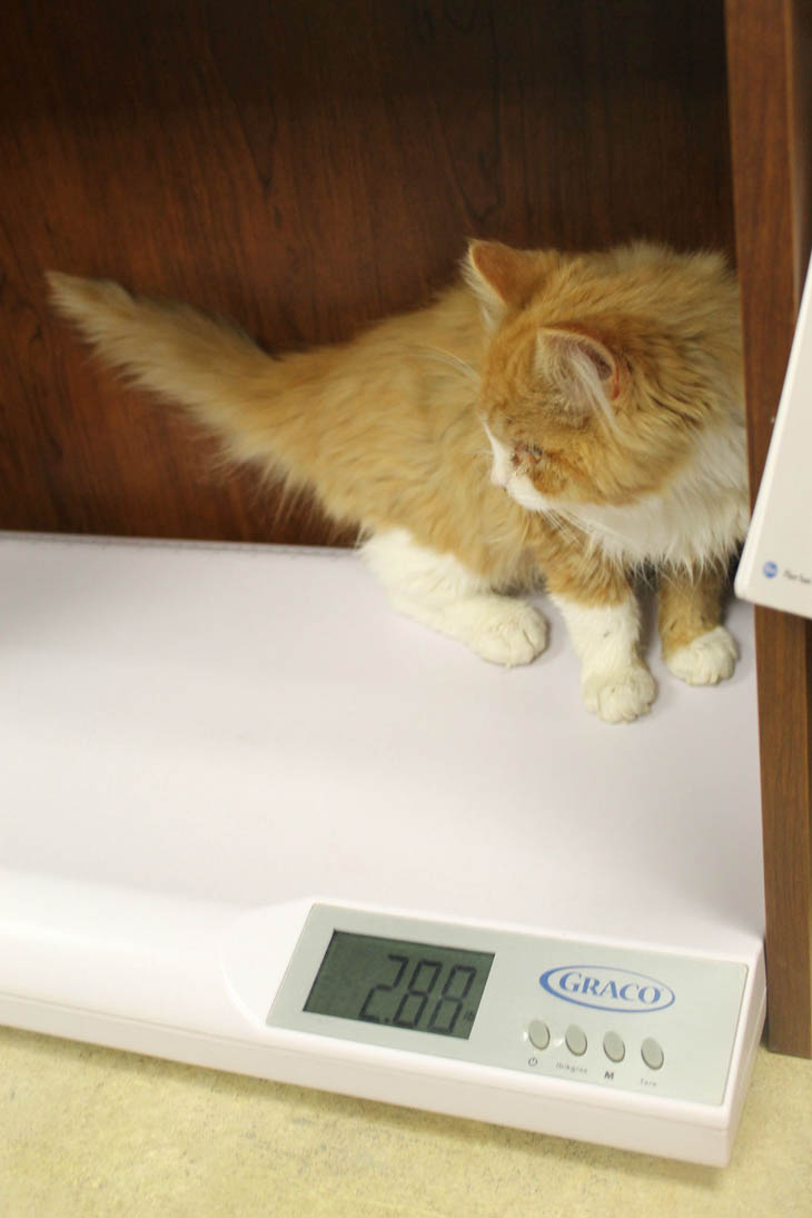At the vet, the cats were weighed.