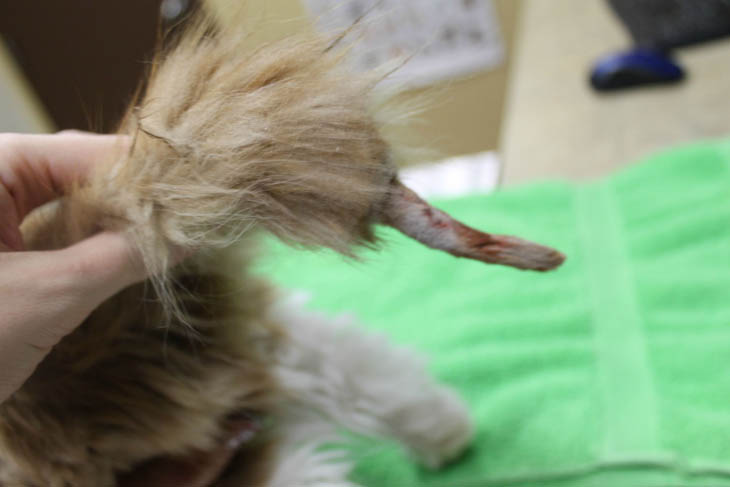One kitten had to have part of his tail amputated.
