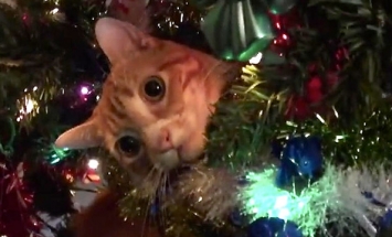 Don’t Tell Santa, But These Cats Just Ruined Christmas….And They Made Me Laugh.
