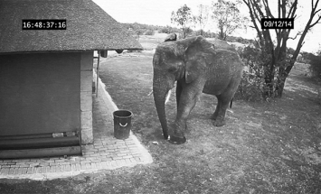 This Elephant Does A Thing That Most Of Us Forget To Do Every Single Day.