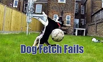 The Most Hilarious Dog Fetch Fails Of All Time. You Won’t Stop Laughing!