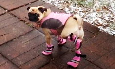 Watch These Dogs With Shoes Playing In Ice. Their Reaction Will Leave You In Stitches!