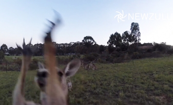 This Kangaroo Knows How To Take Down Snooping Drone Trying To Spy On Its Family.
