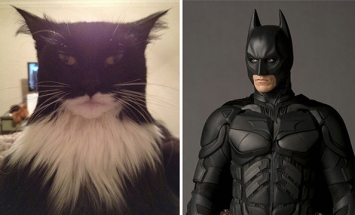 These Copycat Cats Turned Themselves Into Other Things… And It Looks Hilarious!!