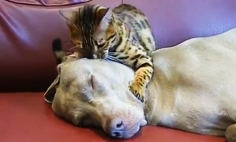 This Magician Cat Hypnotizes An Innocent Dog For Her Greed. Poor Pooch!
